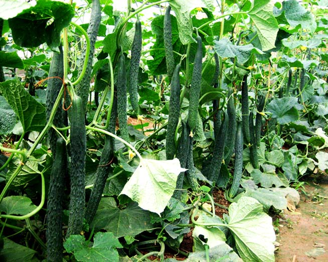 日本补硒产品效果如何（日本硒）-硒宝网