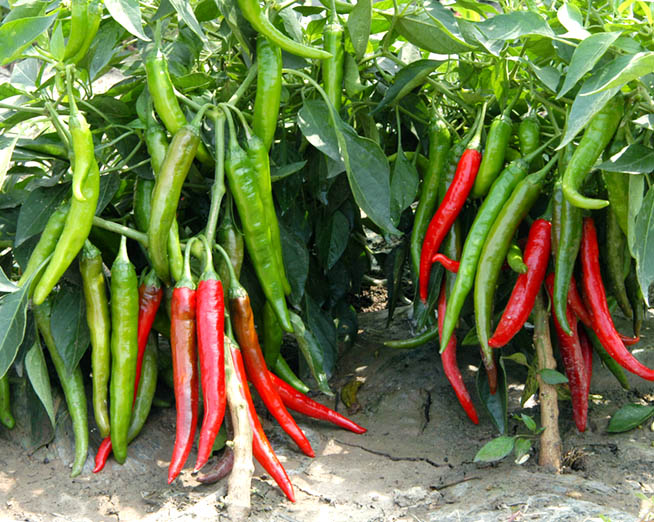 日本补硒产品效果如何（日本硒）-硒宝网