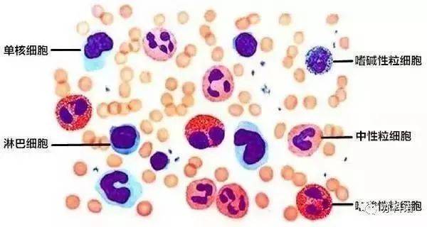 补硒影响白细胞下降吗（白细胞低和硒有关系吗）-硒宝网