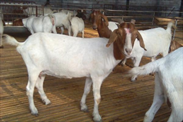 孕妇如何补微量元素硒（孕妇需要补硒元素）-硒宝网