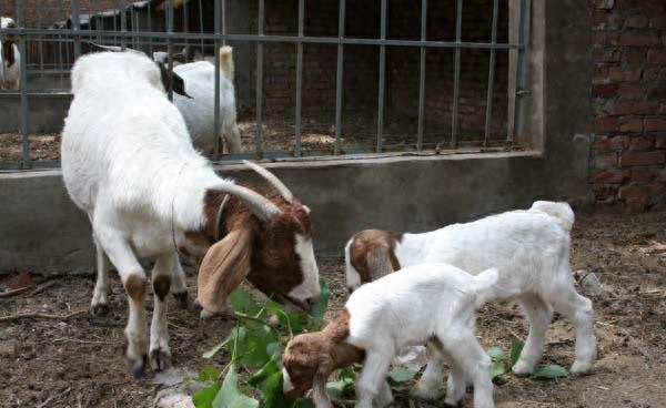 孕妇如何补微量元素硒（孕妇需要补硒元素）-硒宝网