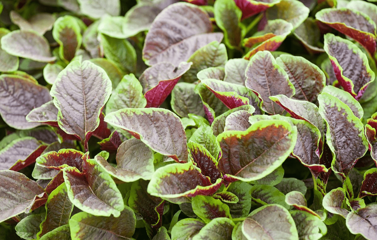 喝多少水能补钾铁锌硒(补钙铁锌硒哪个效果好)-硒宝网