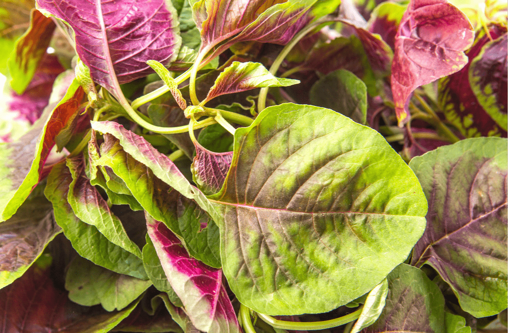 喝多少水能补钾铁锌硒(补钙铁锌硒哪个效果好)-硒宝网