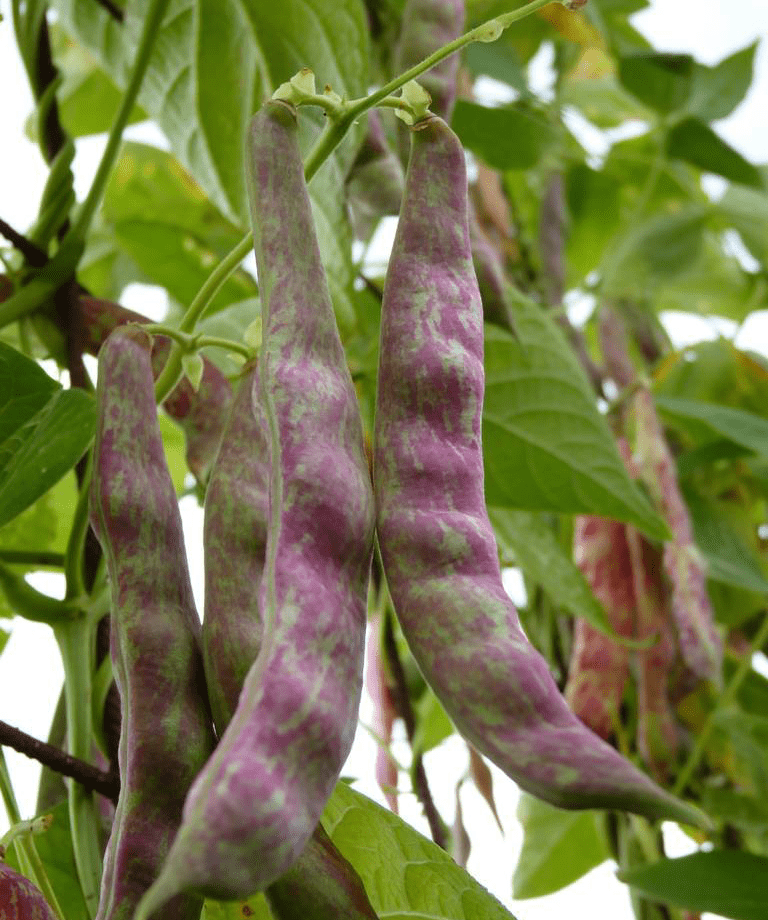 喝多少水能补钾铁锌硒(补钙铁锌硒哪个效果好)-硒宝网