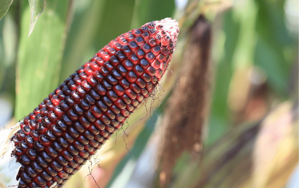 喝多少水能补钾铁锌硒(补钙铁锌硒哪个效果好)-硒宝网