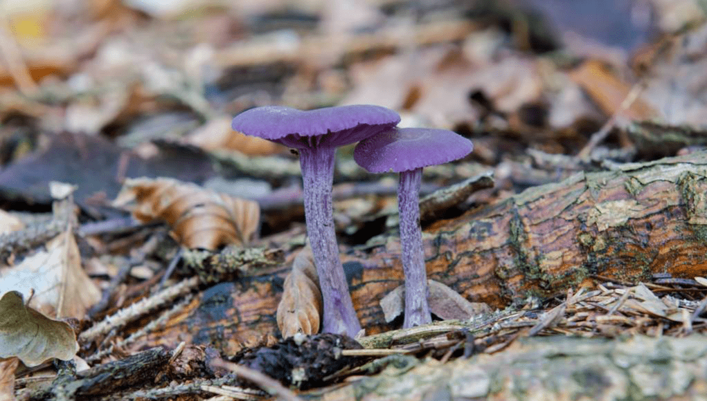 喝多少水能补钾铁锌硒(补钙铁锌硒哪个效果好)-硒宝网