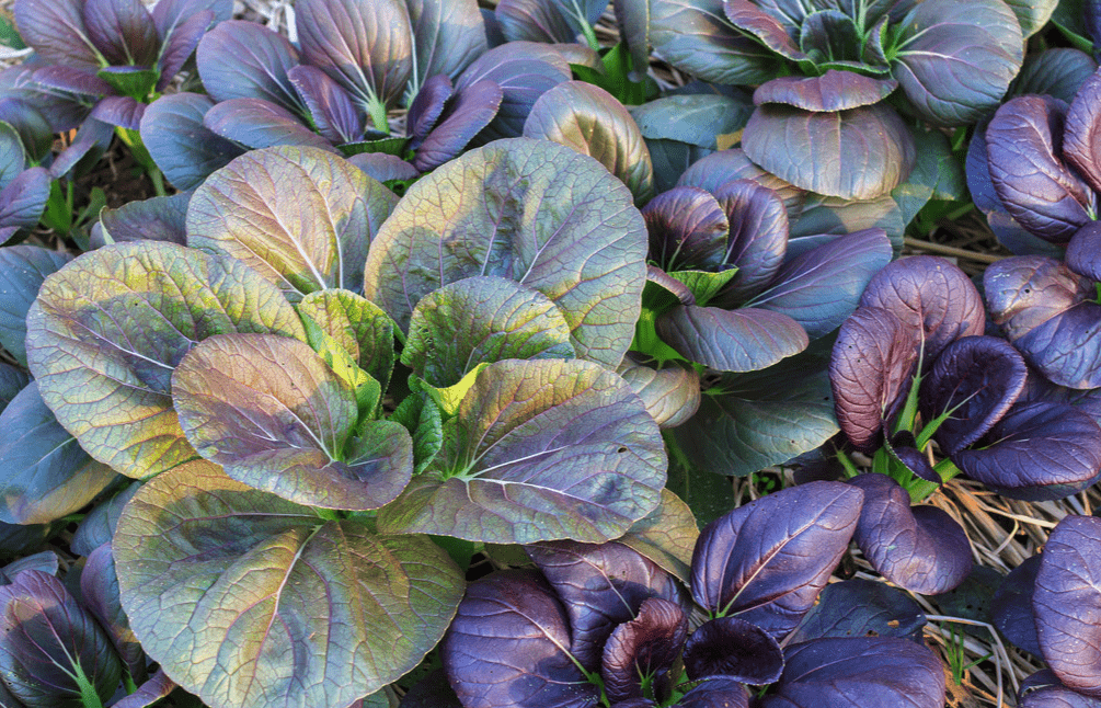 喝多少水能补钾铁锌硒(补钙铁锌硒哪个效果好)-硒宝网