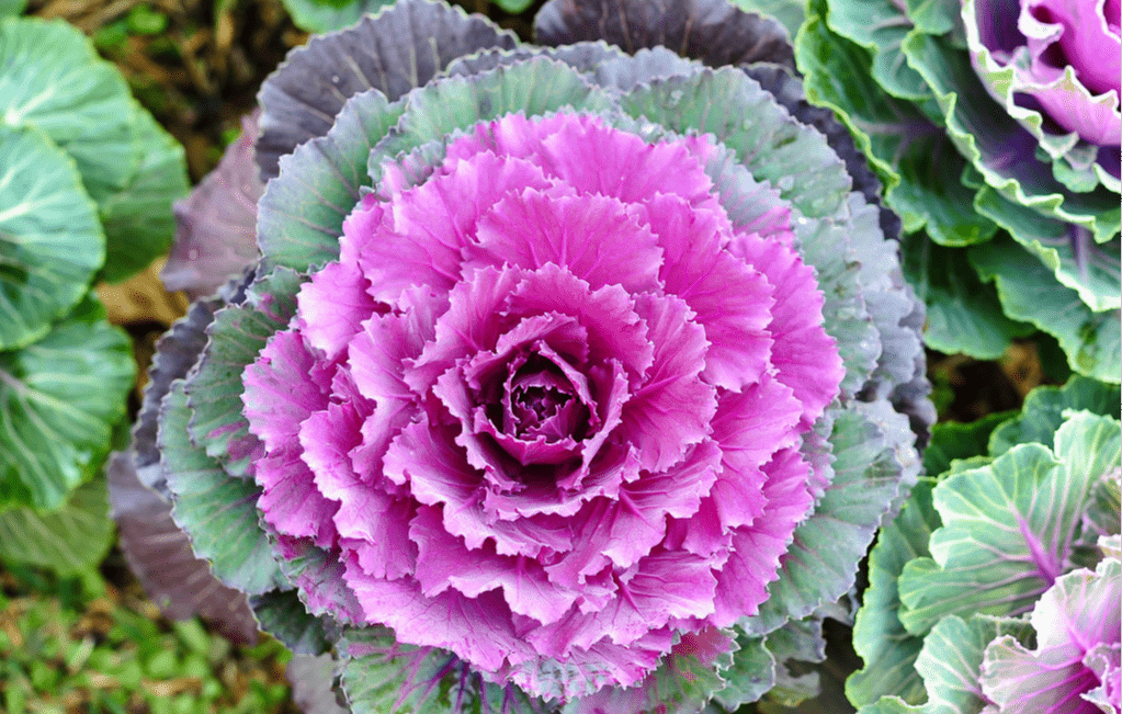 喝多少水能补钾铁锌硒(补钙铁锌硒哪个效果好)-硒宝网