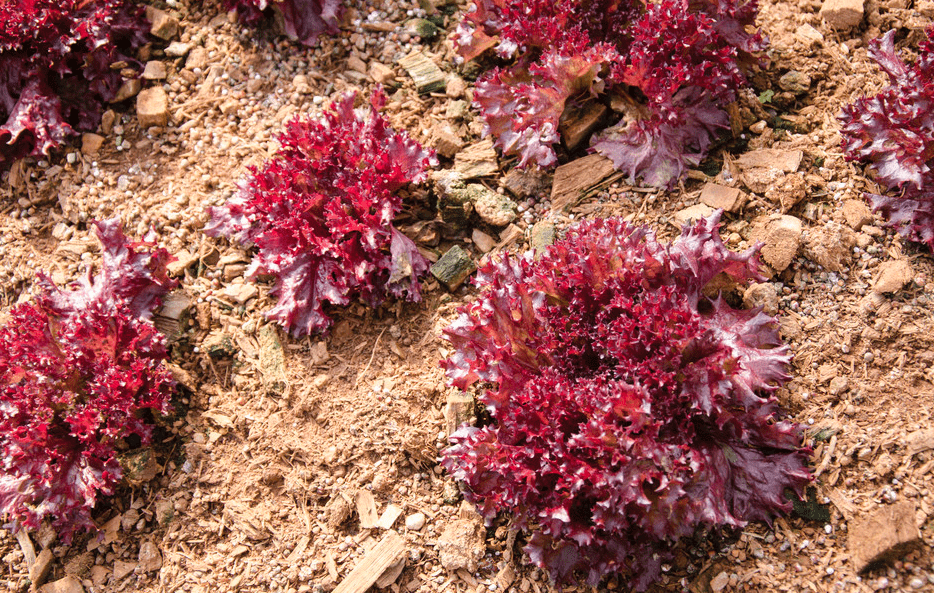 喝多少水能补钾铁锌硒(补钙铁锌硒哪个效果好)-硒宝网