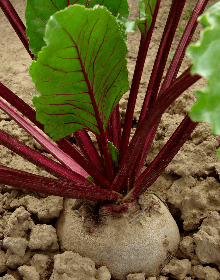 喝多少水能补钾铁锌硒(补钙铁锌硒哪个效果好)-硒宝网