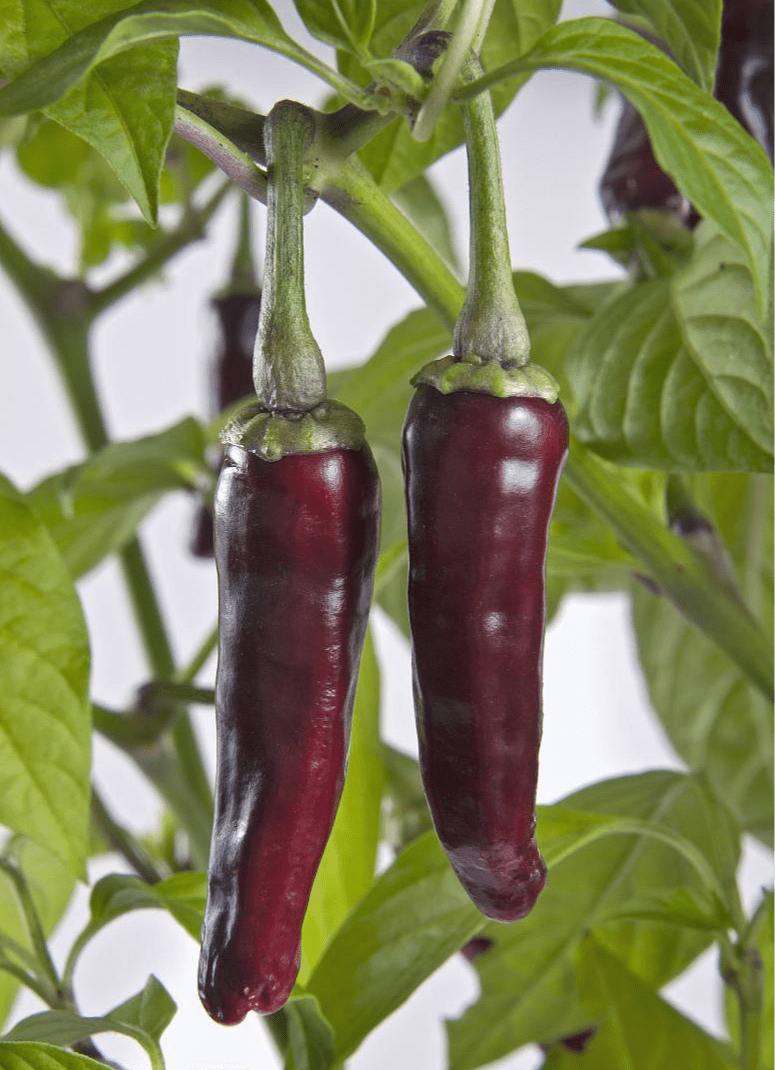 喝多少水能补钾铁锌硒(补钙铁锌硒哪个效果好)-硒宝网