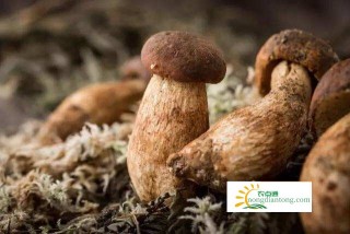 补硒的药剂是哪些成分(补硒的药剂是哪些成分)-硒宝网