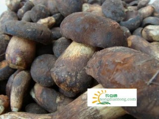 补硒的药剂是哪些成分(补硒的药剂是哪些成分)-硒宝网