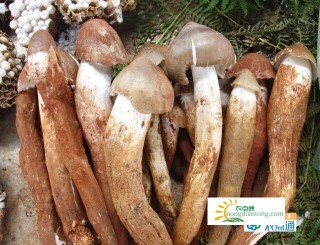 补硒的药剂是哪些成分(补硒的药剂是哪些成分)-硒宝网