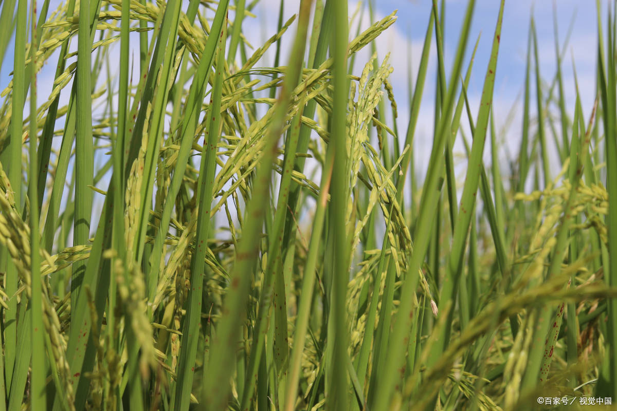 德源健康产业补硒产品(硒发现200周年德源)-硒宝网