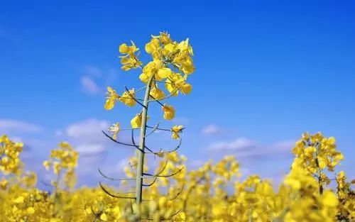 德源健康产业补硒产品(德源硒肽宣传片)-硒宝网