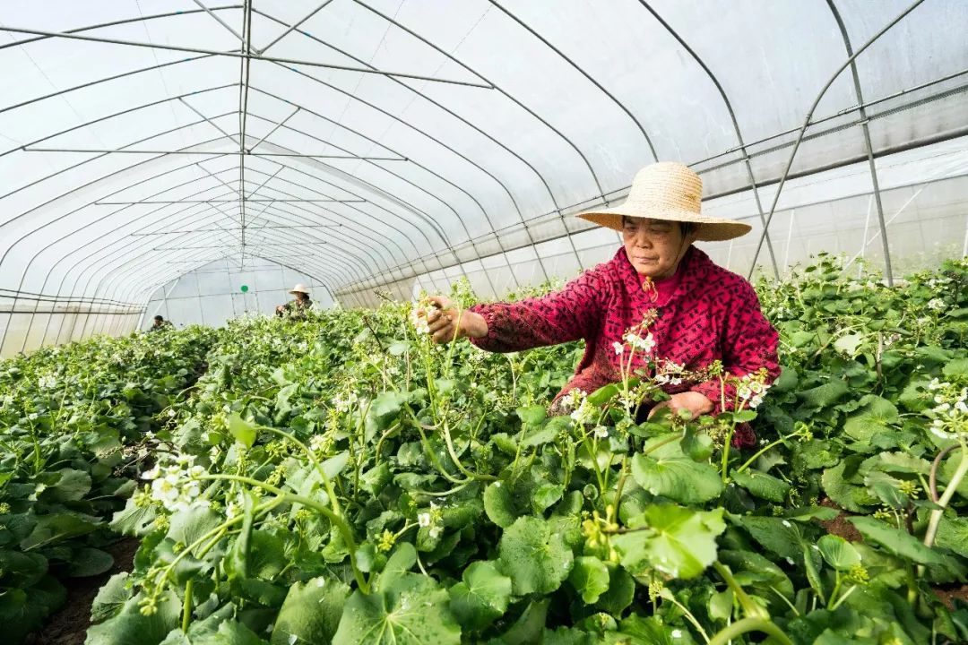 德源健康产业补硒产品(德源硒肽宣传片)-硒宝网