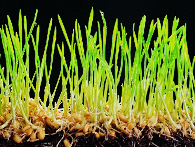 有补硒消除hpv的吗（补硒可以清除hpv吗）-硒宝网