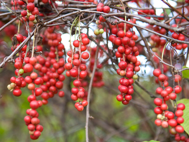 肝不好该怎么补硒最好(补硒对肝的作用)-硒宝网