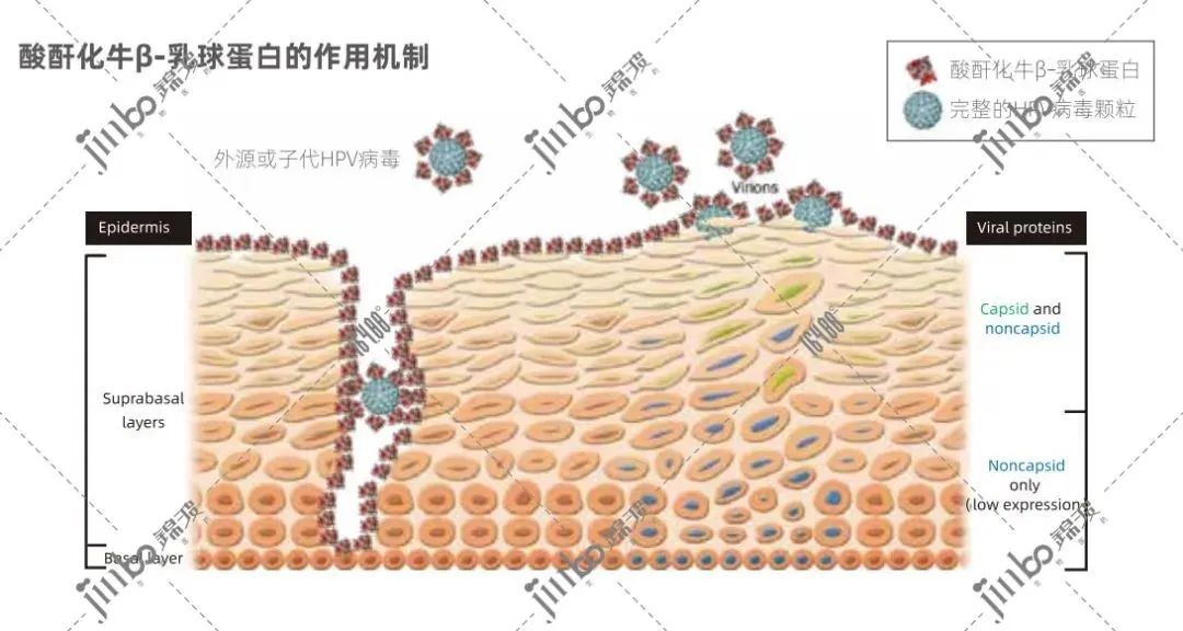 治疗hpv补硒有用吗(补硒对hpv有效果吗)-硒宝网