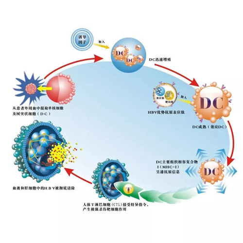 补硒能增加乙肝抗体吗（抗体能补乙肝增加硒含量吗）-硒宝网
