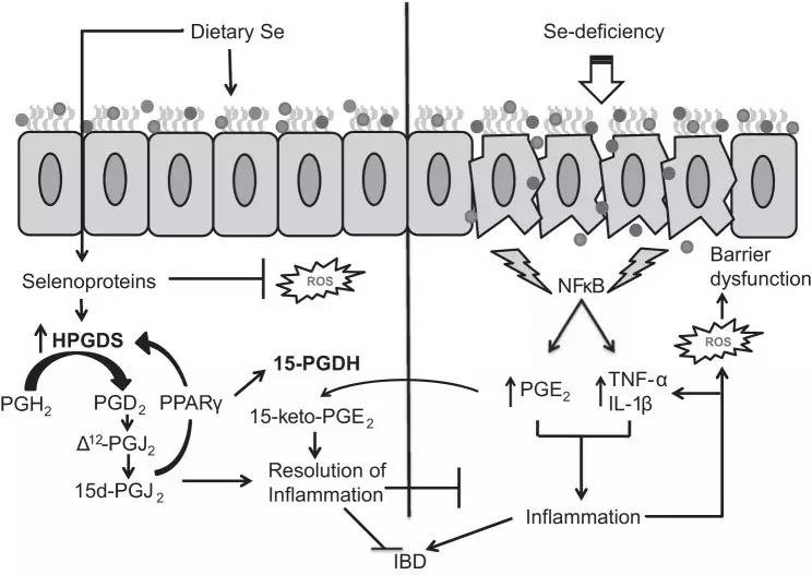 补硒巴西坚果推荐吃吗（巴西坚果可以补硒吗）-硒宝网