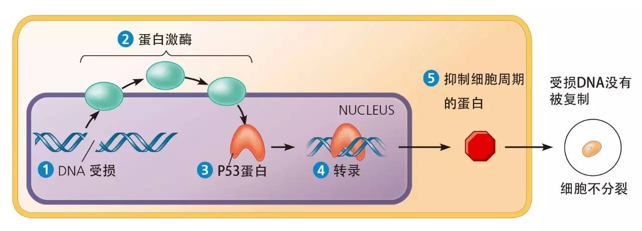 补硒巴西坚果推荐吃吗（巴西坚果可以补硒吗）-硒宝网