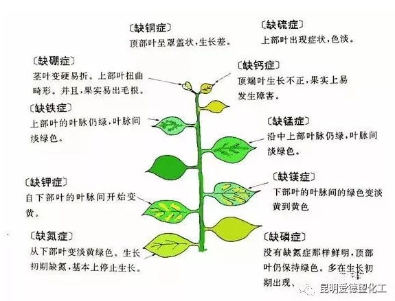 缺硒前期可以过量补吗（补硒可以吗）-硒宝网