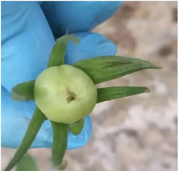 缺硒前期可以过量补吗（补硒可以吗）-硒宝网