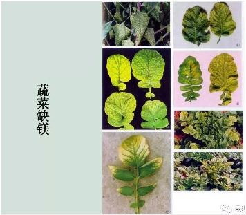 缺硒前期可以过量补吗（补硒可以吗）-硒宝网