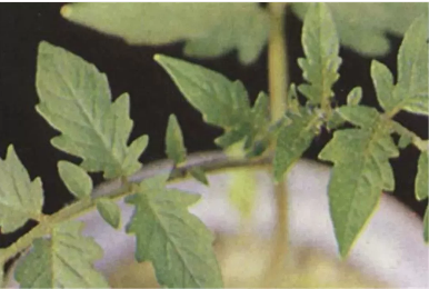 缺硒前期可以过量补吗（补硒可以吗）-硒宝网