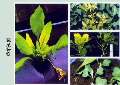 缺硒前期可以过量补吗（补硒可以吗）-硒宝网