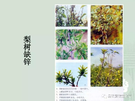 缺硒前期可以过量补吗（补硒可以吗）-硒宝网