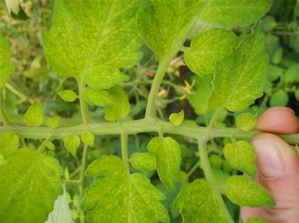 缺硒前期可以过量补吗（补硒可以吗）-硒宝网