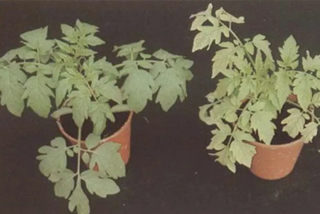 缺硒前期可以过量补吗（补硒可以吗）-硒宝网