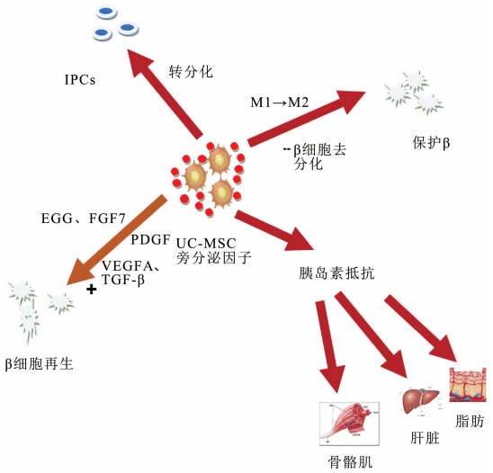 腰痛需要补硒吗吃什么(腰痛吃补肾药可以吗)-硒宝网