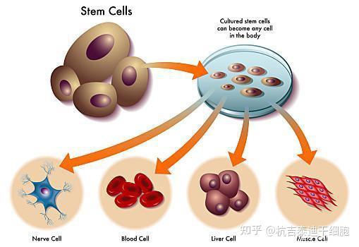 腰痛需要补硒吗吃什么(腰痛吃补肾药可以吗)-硒宝网