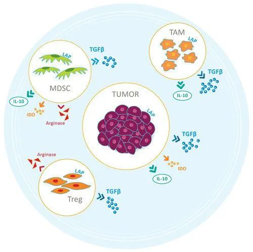 肽和硒同时补先吃哪个（补充硒肽有啥好处）-硒宝网
