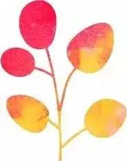 啥水果补维硒最好吸收(哪些水果补硒)-硒宝网