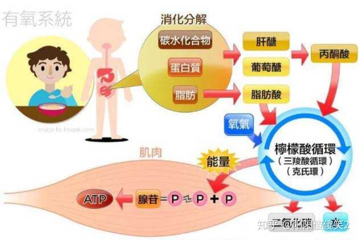 心衰的病人需要补硒吗(心衰的病人需要补硒吗)-硒宝网