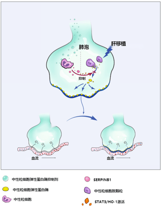 乙肝治愈后需要补硒吗(乙肝可以吃补硒的药吗)-硒宝网