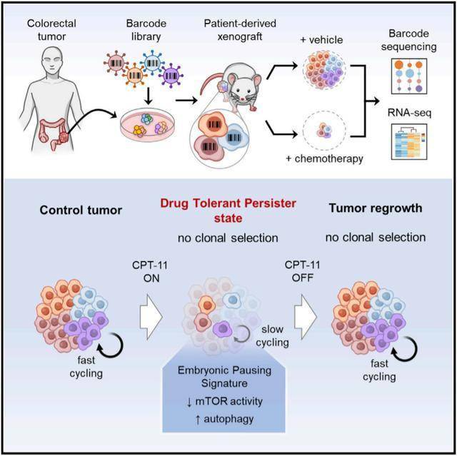 手术后吃什么补硒最快（补硒之后）-硒宝网