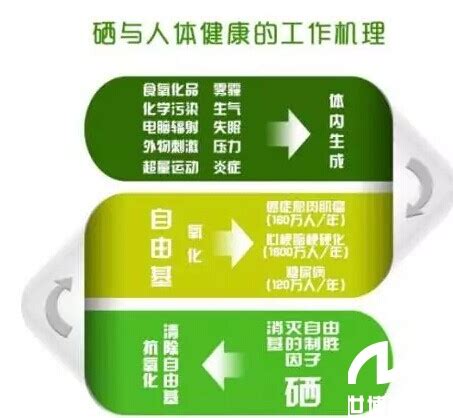 身体弱是否可以补些硒(补硒可以增强免疫力吗)-硒宝网