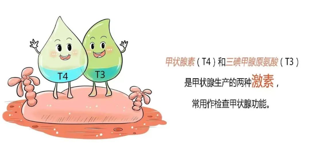 甲状腺切除后能补硒吗(甲状腺全切可以吃硒酵母片吗)-硒宝网