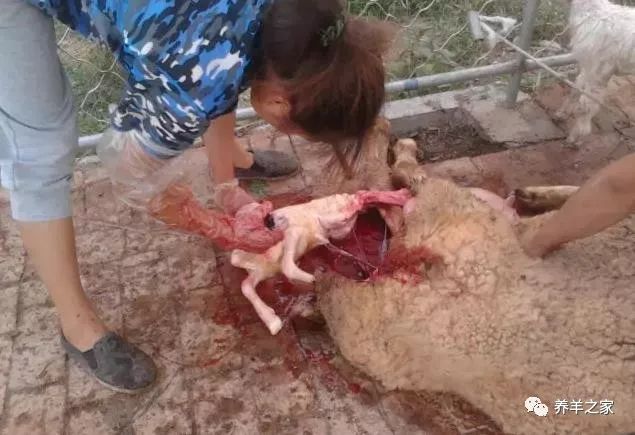 补硒能让母羊掉羔子吗(补硒能让母羊掉羔子吗)-硒宝网