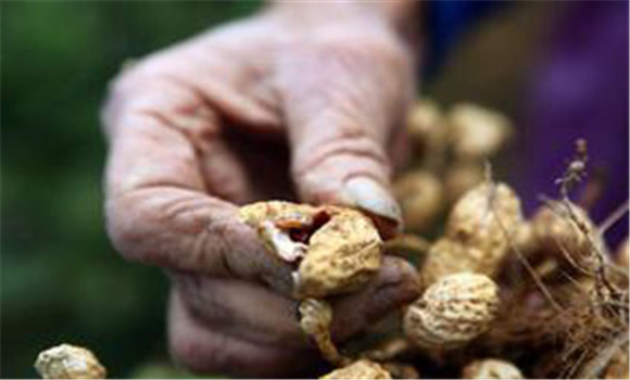 吃哪些食物补硒最好呢(补食物吃好硒含量高吗)-硒宝网