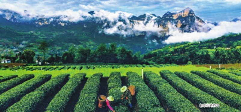 女人补硒吃什么药好呢(药物补硒好吗)-硒宝网