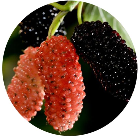 人体补硒的途径是什么（途径人体补硒是什么意思）-硒宝网