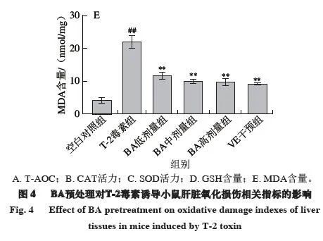 补硒对肝病有什么作用(补硒对肝病患者有好处吗)-硒宝网