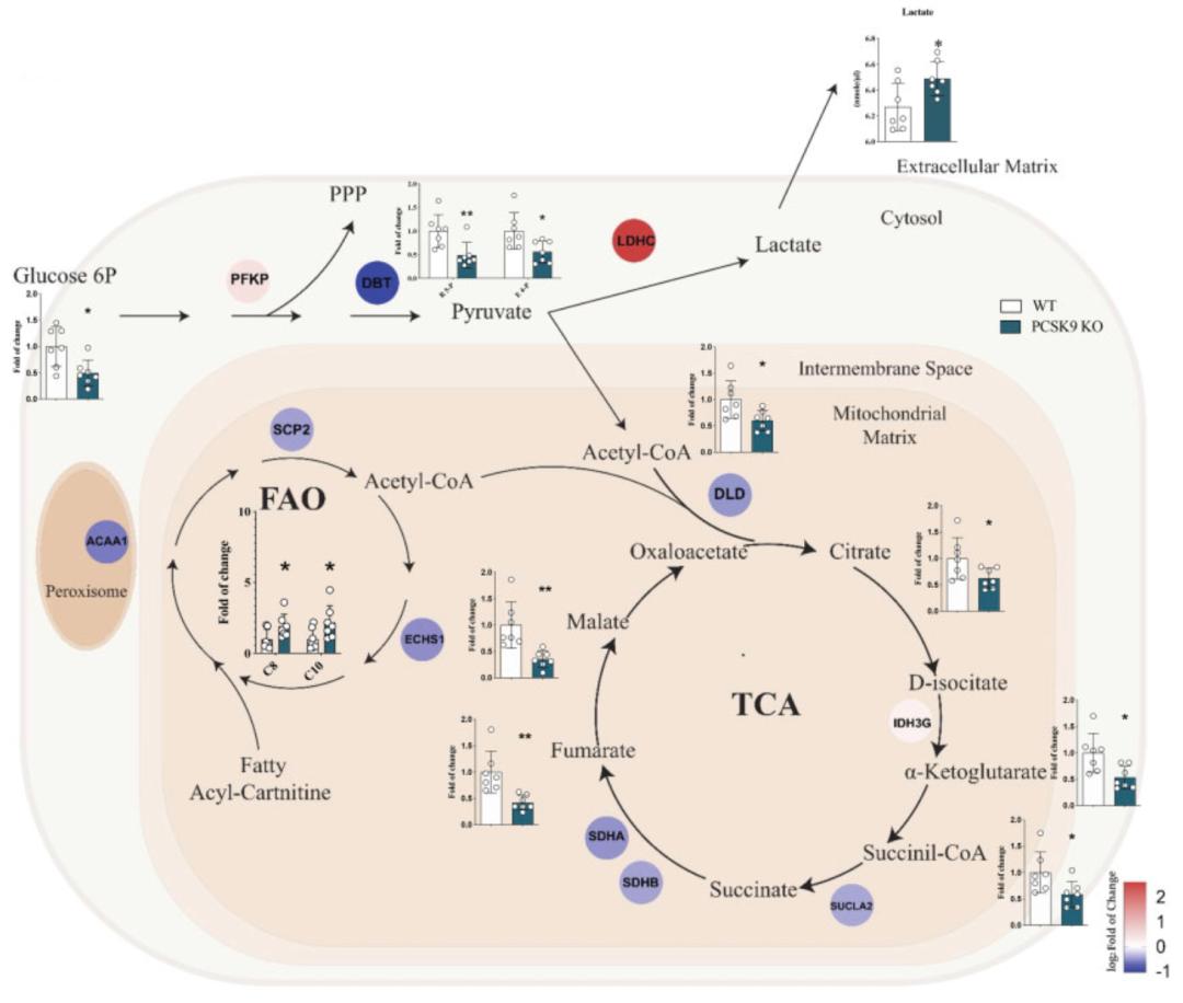 补硒对肝病有什么作用(补硒对肝病患者有好处吗)-硒宝网